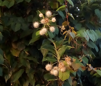 [The bush has green leaves. At the end of each stem section is a cluster of about eight white spheres with short spikes coming from them. Each shpere is on its own stem coming from the end of the leafy section. There are two sets of spheres in this image. The lower set looks to be past its prime as it is more brown than white and the spheres are a bit deflated.]